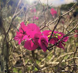 花卉调色
